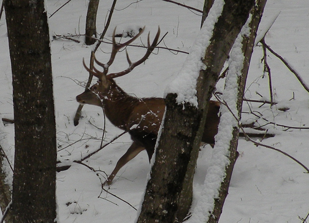 PASSIONE PER IL CERVO